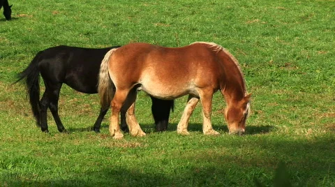 Hoarse2 Video stock 83826