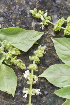Hoary lemon lime basil Foto stock