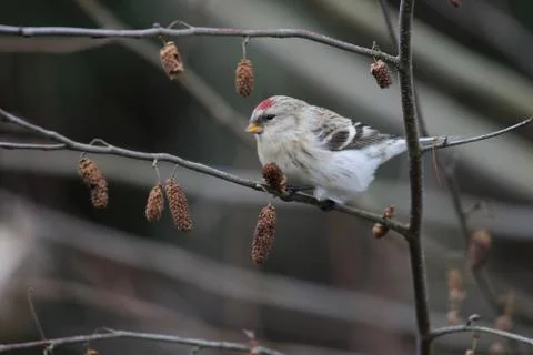 Hoary redpoll Stock Photos
