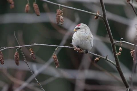Hoary redpoll Stock Photos