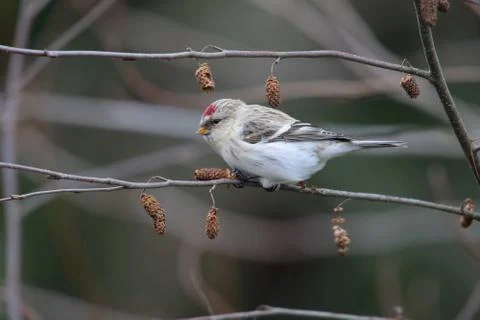 Hoary redpoll Stock Photos