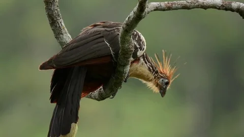Hoatzin looking around 動画素材 70793533