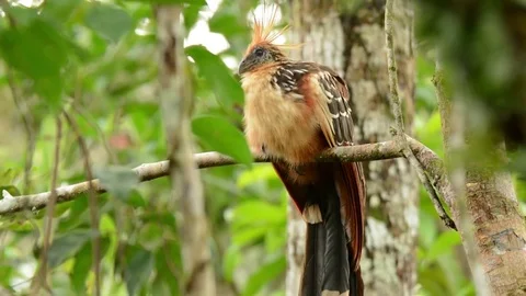 Hoatzin looking around Video stock 70794106