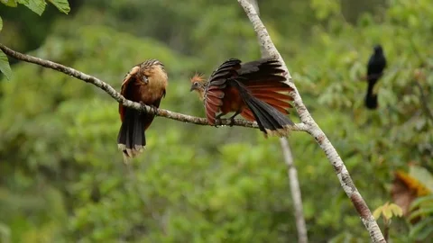 Hoatzin preening and defecating Video stock 70794171
