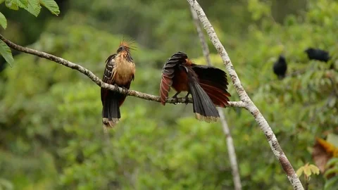 Hoatzin preening and displaying Stockbeeldmateriaal 70793996