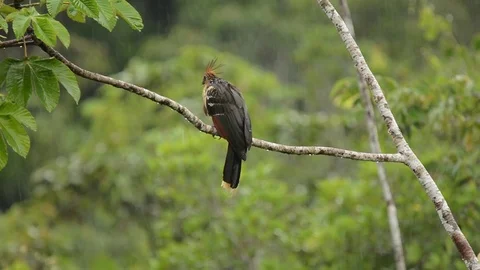 Hoatzin preening 動画素材 70793687