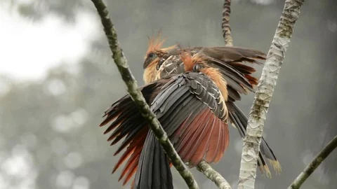 Hoatzin preening 스톡 동영상 70794076