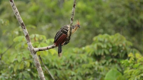 Hoatzin in rain 動画素材 70793698