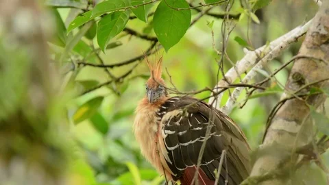 Hoatzin taking flight 動画素材 70793673