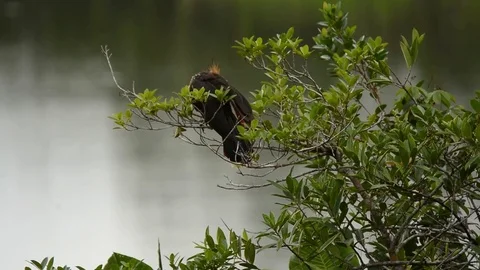 Hoatzin walking 動画素材 70794120