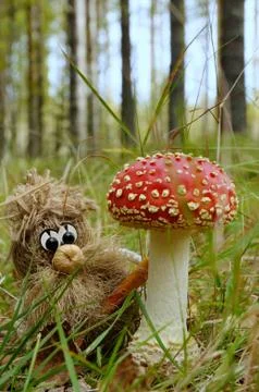 Hob under the fly-agaric Stock Photos