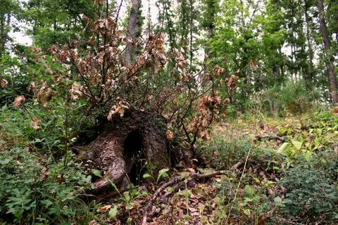 A hobbit hole in the forest Stock Photos