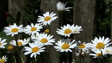 Hobbiton Daisy's Video stock 45303053