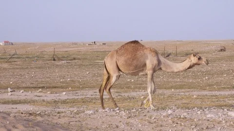 Hobbled camel with front legs tied walking set against desert settlement Stock Footage 76935989