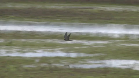 Hobby 10 half speed Stock Footage 171607011