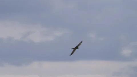 Hobby 11 half speed slow motion Stock Footage 171607117