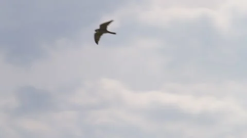 Hobby 12  half speed Stock Footage 171607396