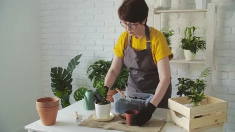 Hobby and interior concept. Middle aged woman transplanting plants at home Stock Footage 155686388
