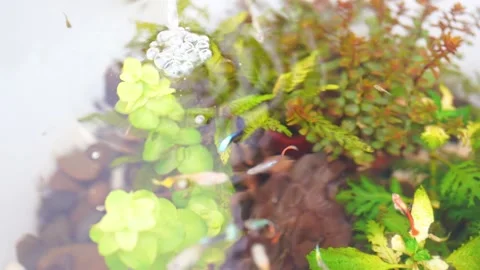 Hobby and relax concept with tree in water and small fish swim in freshwater Stock Footage 277625810