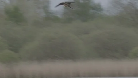 Hobby falcon hunting and catching prey Stock Footage 96127053
