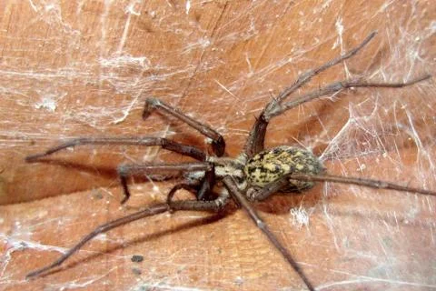 Hobo Spider Stock Photos