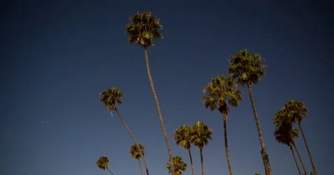Hobson CP, CA, USA - group of palms with stars - Timelapse Stock Footage 75277329