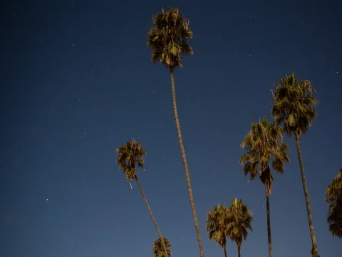 Hobson CP, CA, USA - group of palms with stars - Timelapse pan right Stock Footage 75282528
