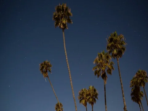 Hobson CP, CA, USA - group of palms with stars - Timelapse pan left Stock Footage 75282587