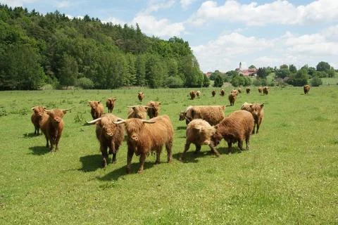  Hochlandrinder-Weide in der Hallertau in Niederbayern Fersen und Ochsen C... Stock Photos