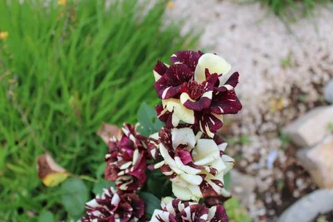 Hocus Pocus Rose. Dark red rose with yellow streaks. Stock Photos