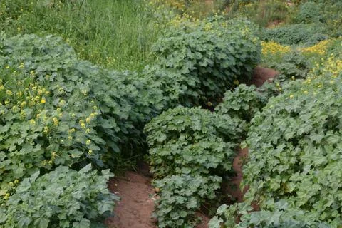 Hod Hasharon Park Stock Photos