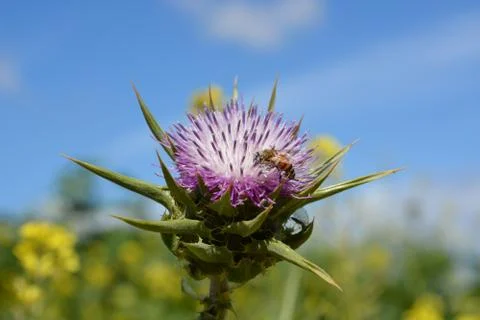 Hod Hasharon Park Stock Photos