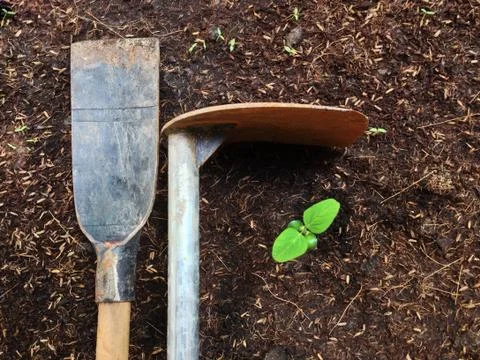 Hoe and Spade with sprout Stock Photos