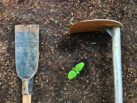 Hoe and Spade with sprout Foto stock