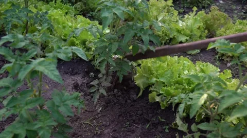 Hoe in dirt weeding between radishes. Hoe weeding in between rows of vegetables Stock Footage 156503879