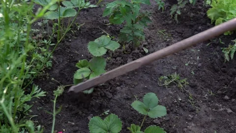 Hoe in dirt weeding between radishes. Hoe weeding in between rows of vegetables Stock Footage 156503881
