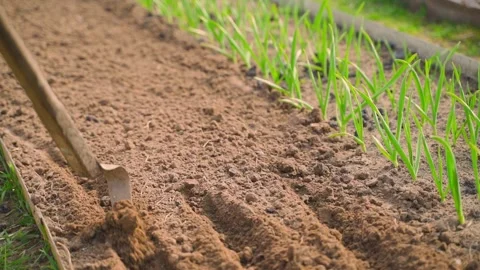 Hoe making seed furrows in loose soil beside a garden bed with young garlic Stock-Footage 342811976