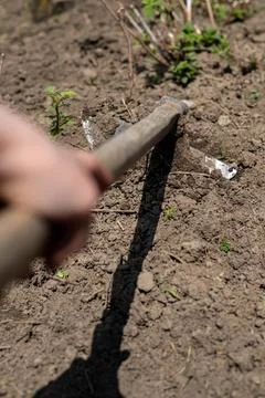 Hoe, rudimentary agricultural tool for digging in the ground, for gardening, Stock Photos