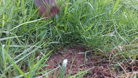 ​Hoe weeding and digging grass on the soil in garden Stock-Footage 335442028