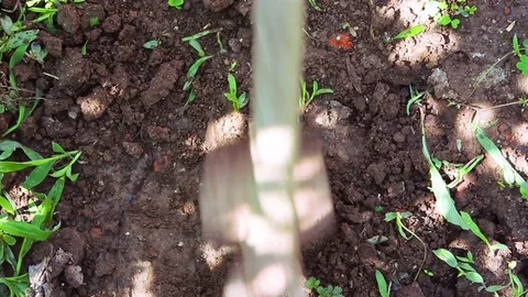 Hoeing the land Stock Footage 77236341