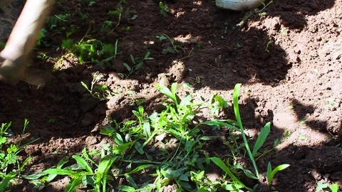 Hoeing the land 库存影片 77242399