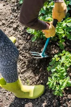 Hoeing potatoes Stock Photos