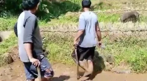 Hoeing the Rice Fields Stock Footage 247463064