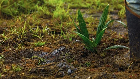 Hoeing a young coyol / macauba palm tree seedling on an oil plantation in Stock Footage 101690682