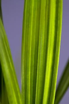 Hoenix dactylifera leaf. Close-up Stock Photos