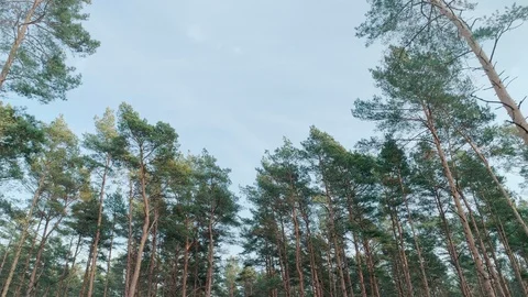 Hoevering slowly through the pine forest 4K Stock Footage 98000167