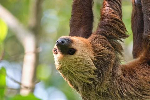 The Hoffmann's two-toed sloth (Choloepus hoffmanni), also known as the northe Stock Photos