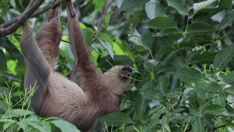 Hoffmann's two-toed sloth eat on green leaf in rainforest close up Stock Footage 158937287