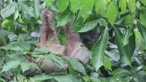 Hoffmann's two-toed sloth feed on green leaf in rainforest close up Stock Footage 158937302
