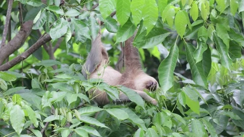 Hoffmann's two-toed sloth feed on leaf in rainforest close up Stock Footage 158937339
